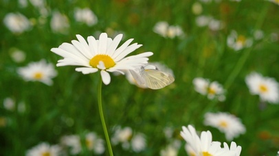 4K春天花朵蝴蝶