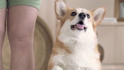 作揖可爱小柯基