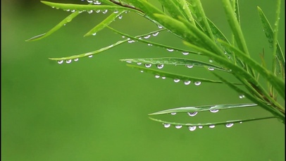 【4K实拍】雨后带来的清爽