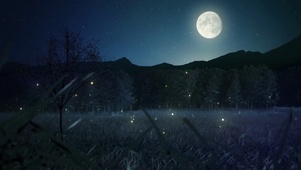 夜の森のホタル