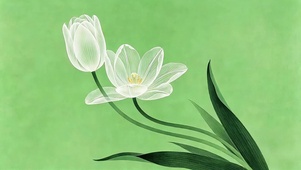 郁金香轻摇