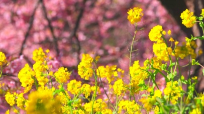 春天清新油菜花