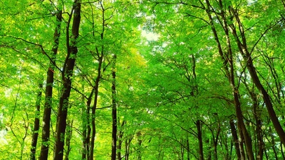绿树成荫 4K