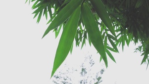 端午节粽叶飘飘竹叶