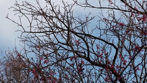 光秃秃的树枝枝丫