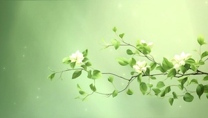绿色治愈枝叶