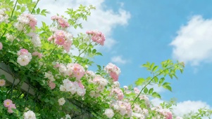 蓝天下蔷薇花