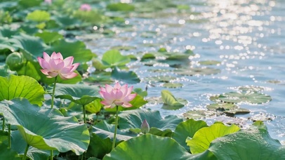 波光粼粼夏日荷花湖