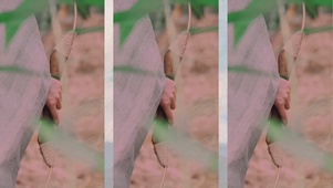 古风美女 这一箭有击中你的心吗