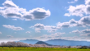 春天樱花天空云朵