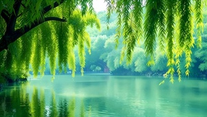 绿色护眼治愈湖边柳树
