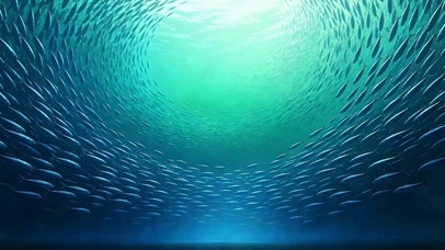 海底鱼群