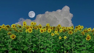 夏日向日葵