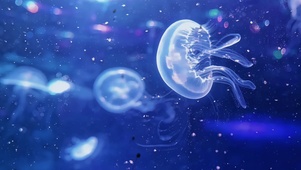深海拾光