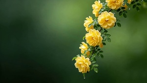 雨中摇曳生姿