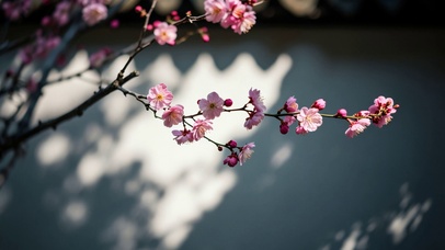 樱花枝头春景