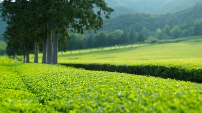 放松清新护眼茶园 