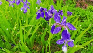 鸢尾花