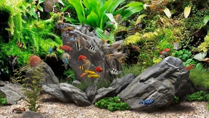 水族馆