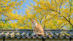 屋顶橘猫