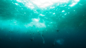 海豚如水觅食