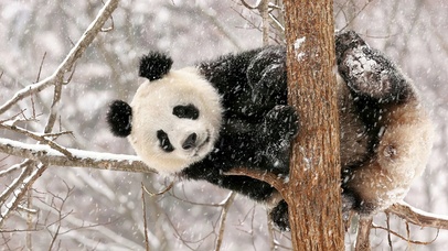 雪天大熊猫