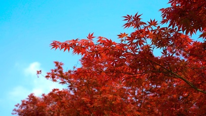 4K秋天红色枫叶风光意境