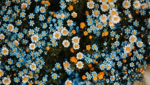 治愈小花朵