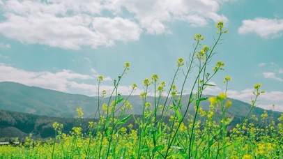 田野