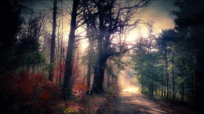 【实景童话】晨曦森林