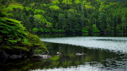 4K寂静森林湖面