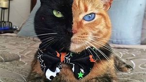 双面猫星人