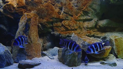 海底多彩世界高清版-鱼群