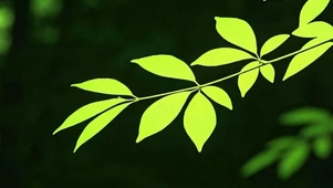 护眼小清新带鱼屏