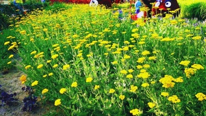 好多黄花