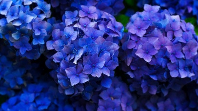 BushN'Hydrangea