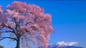 樱花树