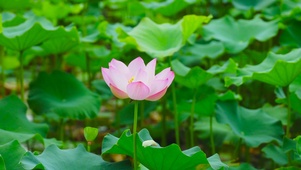 夏荷
