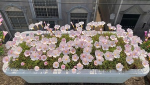 盆栽花