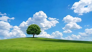 晴空草原孤树