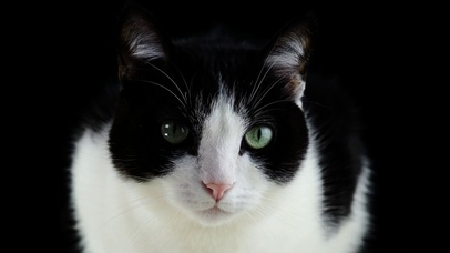【4K实拍】可爱的猫