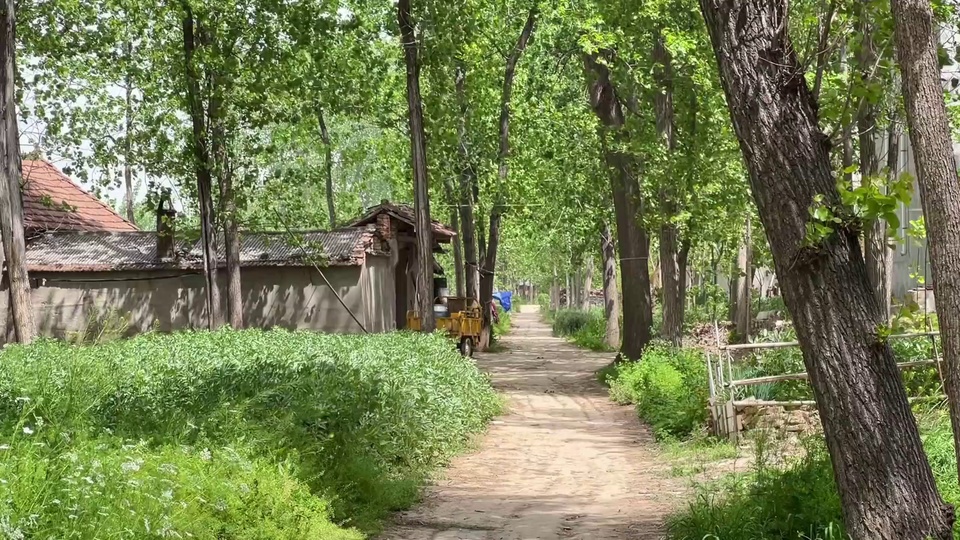林荫泥土土路延伸向远处，两侧林木环绕着乡村农舍与鲜绿灌丛。