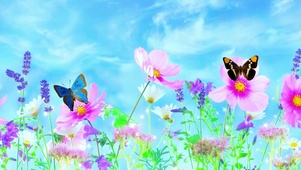 蝴蝶花丛  4K