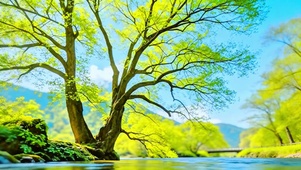 护眼溪边大树4K