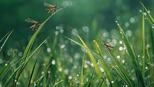 护眼树木带鱼屏