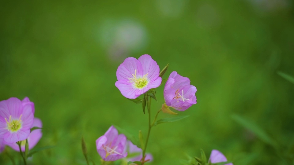 唯美小粉花