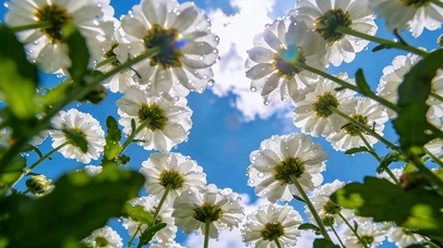 雏菊向晴空