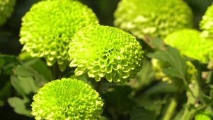 绿色乒乓菊