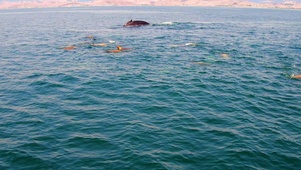 鲸鱼与海豹