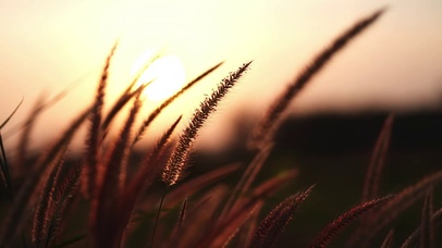 wheat at sunset